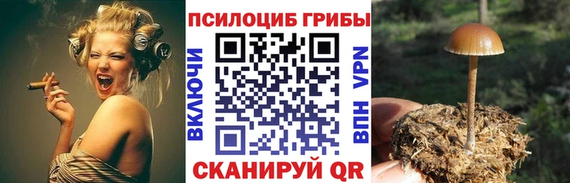 Псилоцибиновые грибы мицелий  Купить закладки  Приволжск 